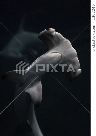 鯊魚 魚 黑色背景 1362249