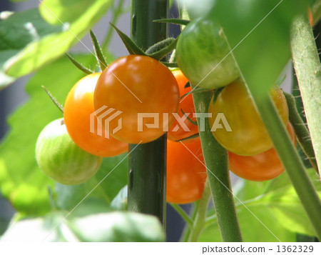 Italian tomatoes 1362329