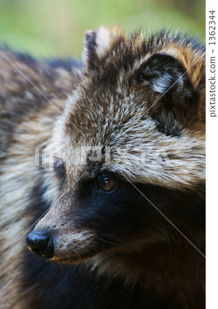 狸 日本狸 一隻小動物 1362344