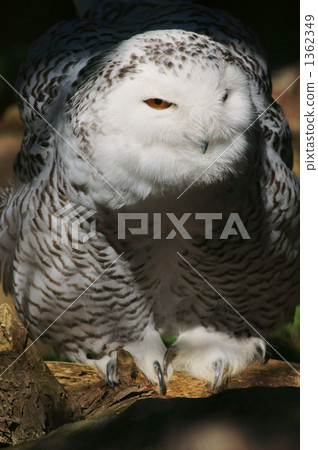 snowy owl, one (bird), owl 1362349