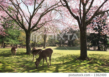 奈良公園的櫻花 奈良公園的櫻花 1362400