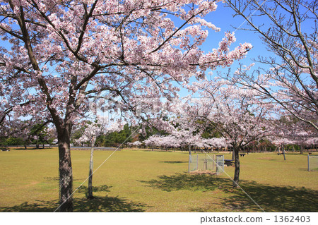 奈良公園的櫻花 1362403