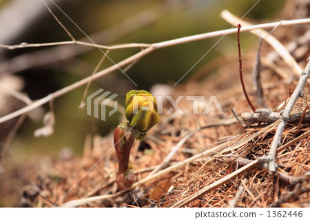 Adonis ramosa Adonis ramosa 1362446