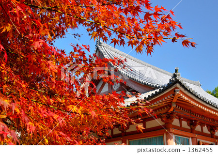 Momiji and Kanpo 1362455