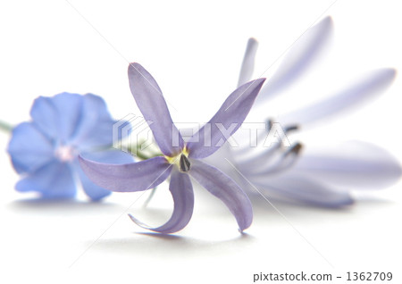 藍色的花 藍色的花 1362709