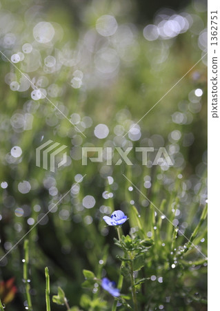 field horsetail, veronica persica, Drop Of Water 1362751