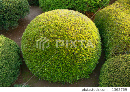 Spherical bamboo shoots 1362769