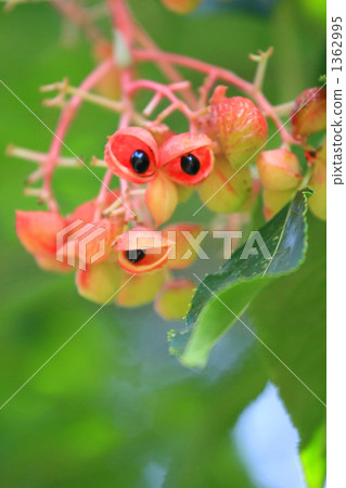 Gonzu's fruit Gonzu's fruit 1362995