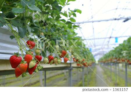 成熟 成熟 1363157