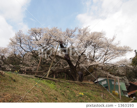 Misumi Ohira Sakura 1363193