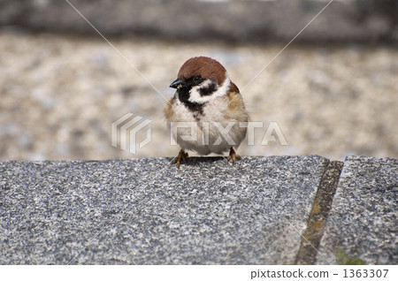 Sparrow Sparrow 1363307