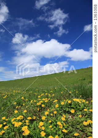 Blue sky and dandelion Blue sky and dandelion 1363308