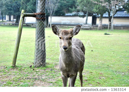 鹿 陸上動物 哺乳類 1363314