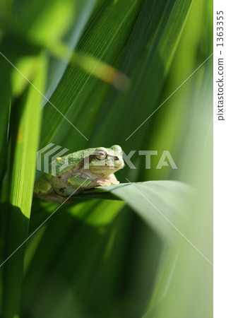 Frog at iris garden 1363355