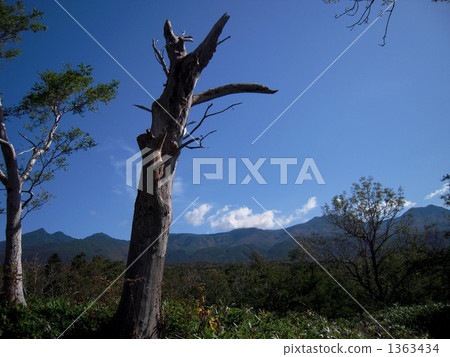 知床的老樹 1363434