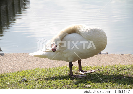 候鳥 天鵝 鳥兒 1363437