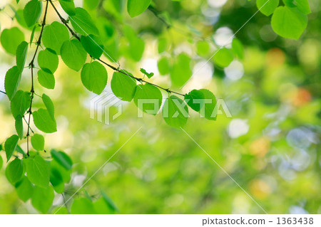 心形新鮮綠色 1363438