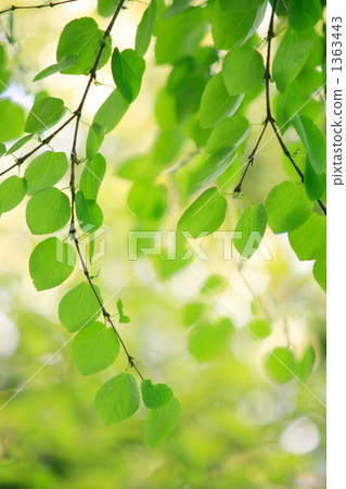 心形新鮮綠色 1363443