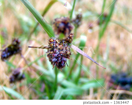 如果一隻麻雀有一支長矛就是這樣的矛 -  1363447