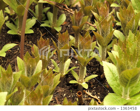 Kugai它的萌芽2 Kugai它的萌芽2 1363458