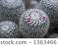 仙人掌花 1363466