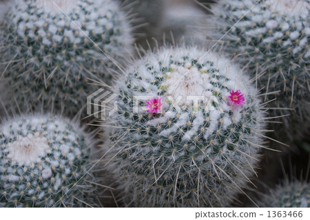 仙人掌花 1363466