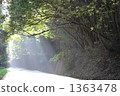 樹木 道路 晴朗 1363478