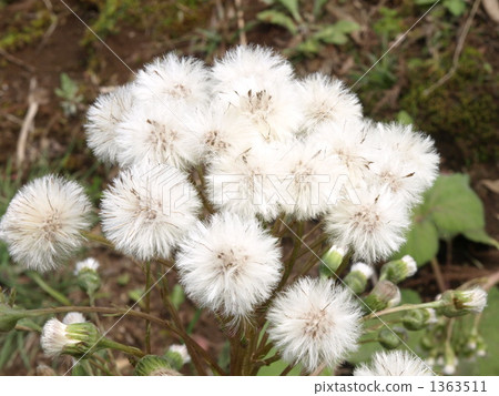 Mountain fluffy fluff 1363511