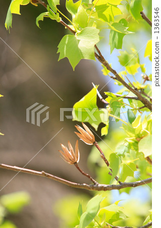 Fresh green of turpentine and tulip shaped fruit 1363546