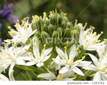 Schiller Perubiana White Schiller Perubiana White 1363562