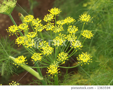 Fennel flower part 1 1363594