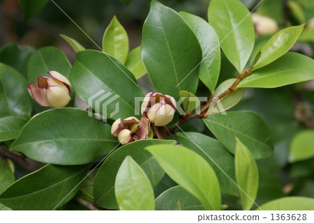 唐物種精神Karatane Ogatama唐朝Togotama 1363628