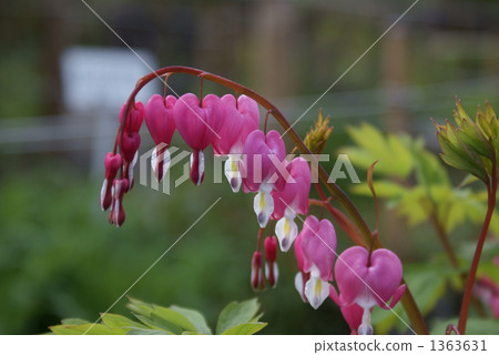 Hanabi grass Kemansoura sea bream fishing grass tights 1363631