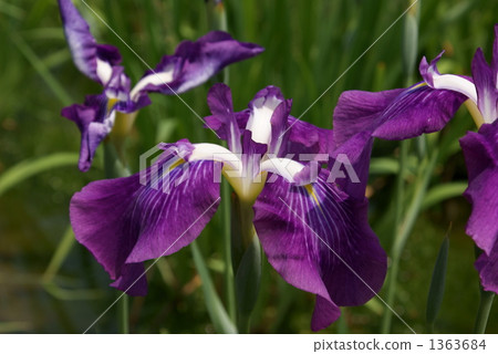 Dreams of Horikiri Hanori 1363684