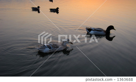 Parent and child of duck 1363688