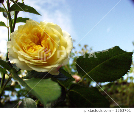 Yellow rose shining in the blue sky 1363701