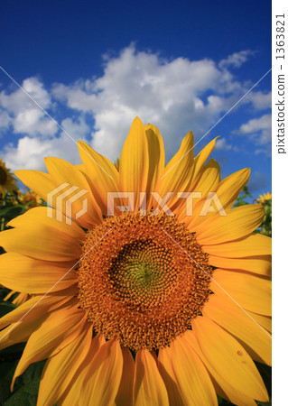 Sunflower (Sunflower) Sunflower (Sunflower) 1363821