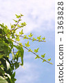 ivy, crane, looking up 1363828