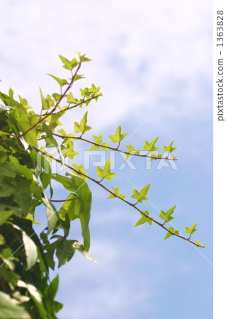 ivy, crane, looking up 1363828