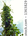 ivy, crane, looking up 1363829