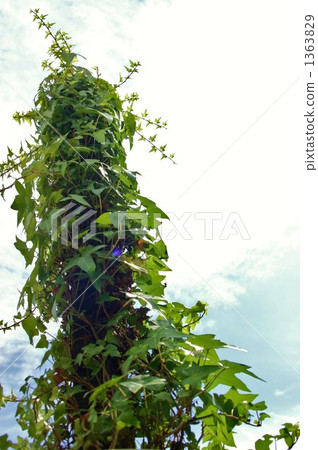 ivy, crane, looking up 1363829