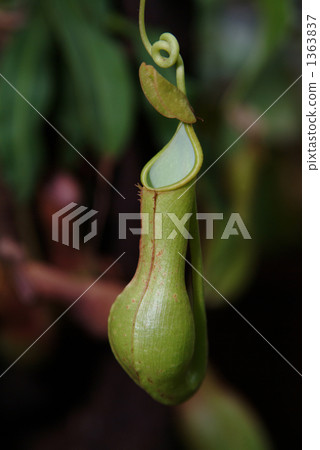 Ugubon Kuzura 1363837