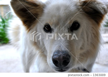 毛孩 狗 狗狗 1363889