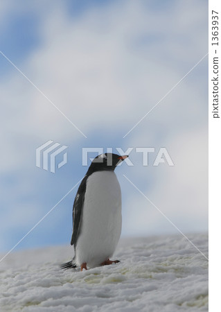 gentoo penguin, gentoo penguins, penguin 1363937