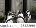 penguin, penguins, sea bird 1363999