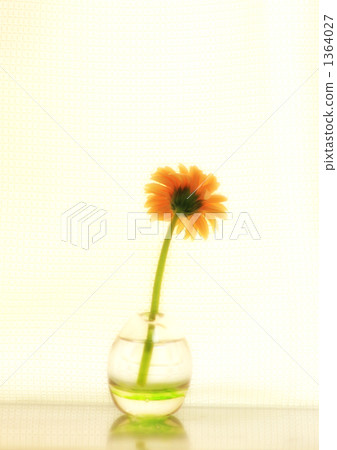 雛菊 1364027