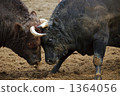 bullfight, bullfighting, cow 1364056
