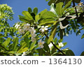 雞蛋花 赤素馨花 懷基基海灘 1364130