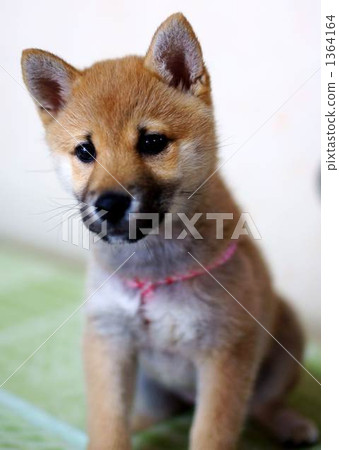 我的狗“Maru” 1364164