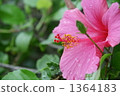 槿 花朵 花 1364183